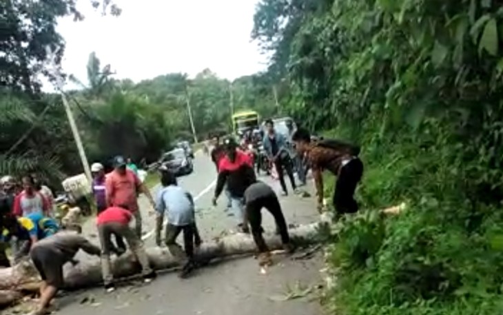 Pasca pohon tumbang pengendara berusaha mengevakuasi sebagian ranting pohon