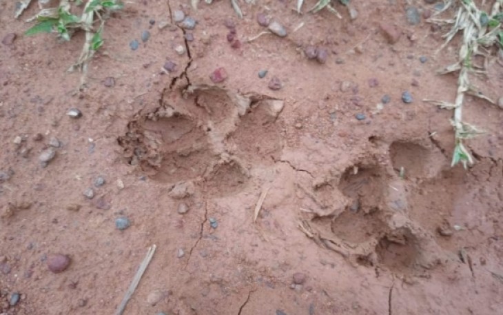 Jejak kaki harimau yang diduga melintas di perkebunan warga 