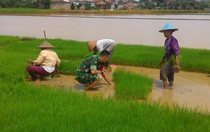 Babinsa Turun ke Sawah Bantu Petani Cabut Benih Padi