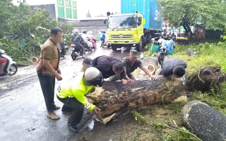Evakuasi Pohon Tumbang