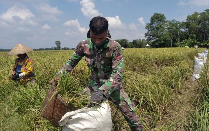 Pendampingan Upsus Pajale Dilakukan Anggota Satgas TMMD Reguler Pekalongan