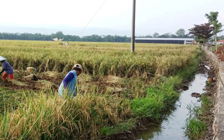 Berkah TMMD Bagi Warga Pantirejo
