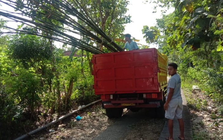 Bambu Mulai Diambil dari Hutan