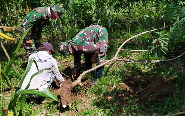 Singkong Kasidi Ternyata Besar-Besar