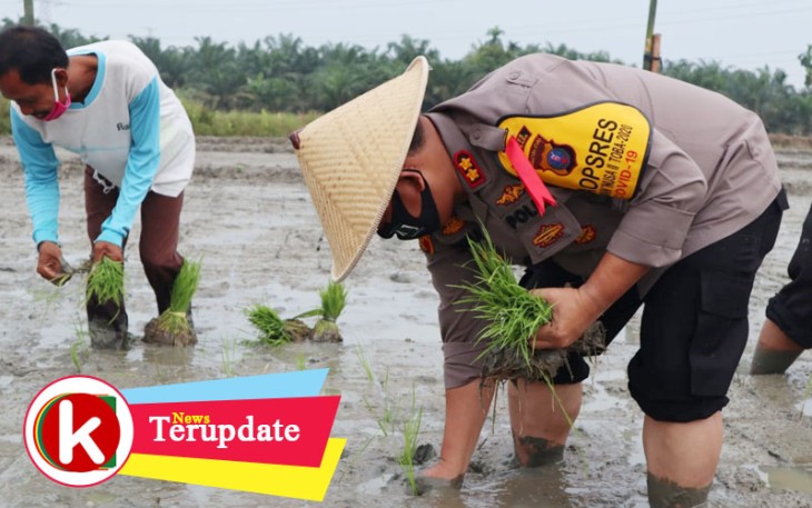 Kapolres Batu Bara saat Tanam Bibit Padi di sawah warga