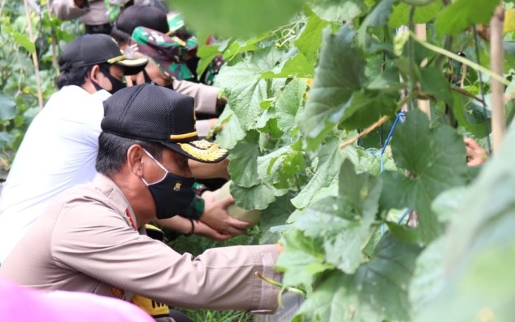 Kapolda Bengkulu Lakukan Panen Raya di Kampung Tangguh Binaan Bhabinkamtibmas Polsek Kampung Melayu