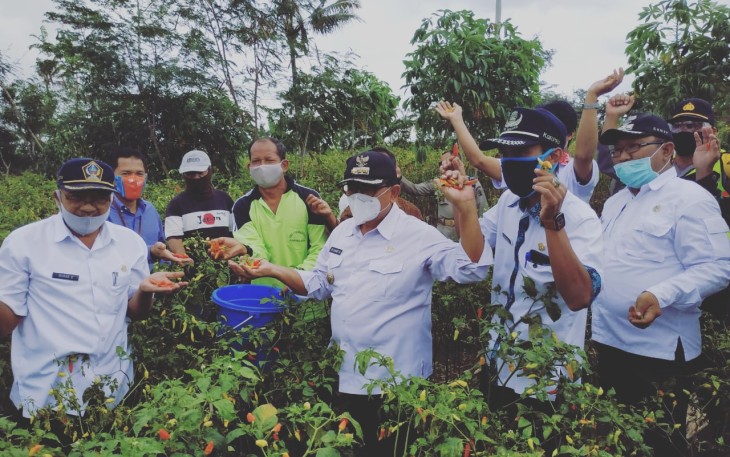 Bupati Rijanto (tengah) Memetik Cabai di Acara Panen Cabai di Kecamatan Wates