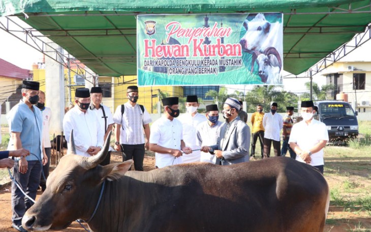 Polda Bengkulu Bagikan 17 Sapi dan 6 Kambing