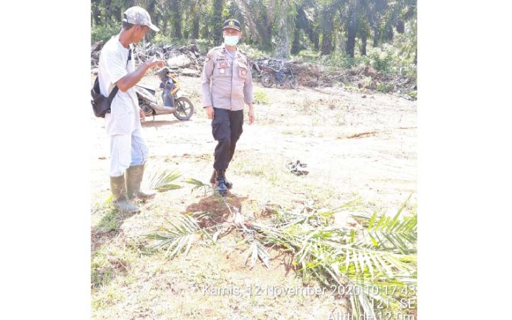Terima Laporan Pengrusakan Tanaman Sawit Polsek Teramang Jaya Lakukan Penyelidikan