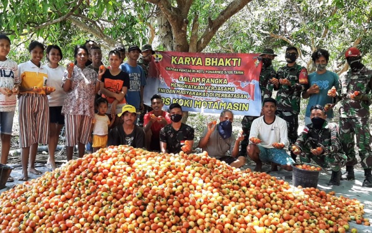 Satgas Yonarmed 3/105 Tarik saat bersama masyarakat perbatasan melaksanakan kegiatan panen raya tomat di Nusa Tenggara Timur, Jumat (27/11/2020)