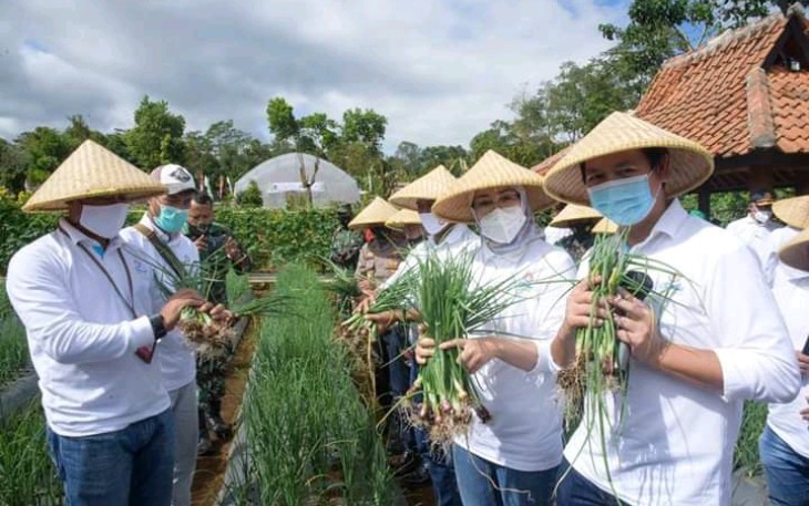 Bupati Purwakarta Anne Ratna Mustika Saat Memanen Bawang Merah Dilokasi Perkebunan di Kecamatan Kiarapedes Kabupaten Purwakarta