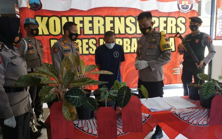 Kabag Ops Polres PurbaIingga Kompol Pujiono dalam konferensi pers, Jumat (29/1/2021) mengatakan bahwa Polsek Kutasari berhasil mengamankan pelaku pencurian tanaman hias berinisial YS (30) warga Desa Limbangan, Kecamatan Kutasari