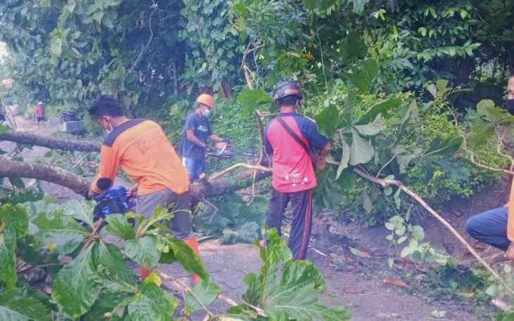 Babinsa Ds. Sigit Sertu Indrawan melaksanakan kegiatan Evakuasi Pohon jati yang Tumbang akibat Hujan disertai Angin di wilayah Dk.  Tengaran RT 17  DS katelan Kec. Tangen Kab. Sragen.