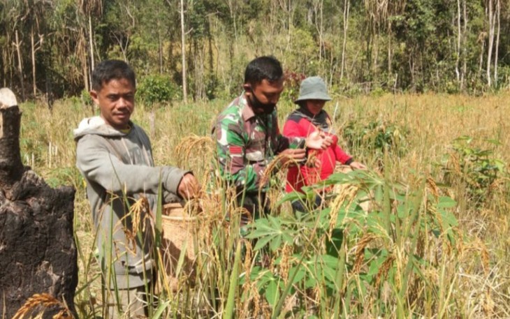 Kodim 1203/Ktp Bantu Petani Wujudkan Ketahanan Pangan Diwilayah Binaan