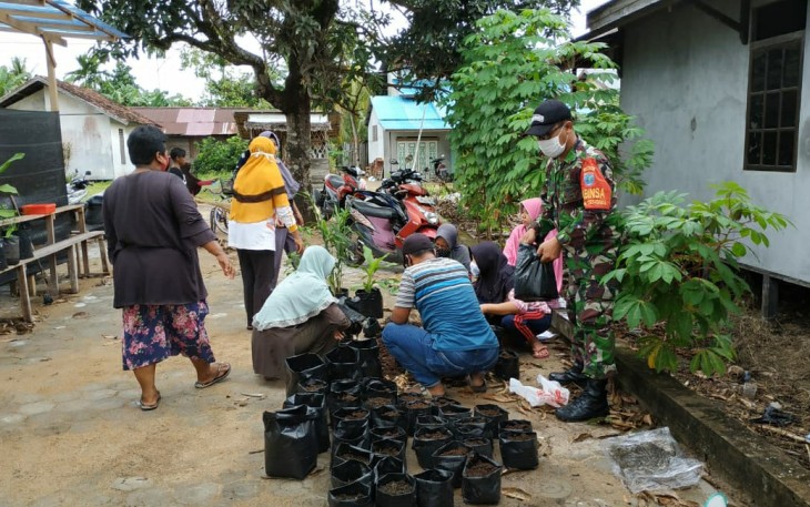 Bersama Ibu-Ibu PKK,  Babinsa Desa Baru Kodim 1203/Ktp Budidayakan Tanaman Obat Untuk Keluarga