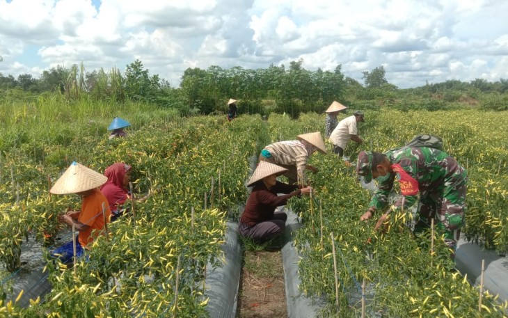 Babinsa Kodim 1203/Ktp Dampingi Petani Panen Cabe, Ini Kata Pak Kades 