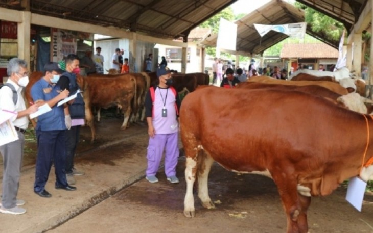 Dewan Juri sedang menilai sapi peserta lomba pemilihan ternak sapi betina produktif