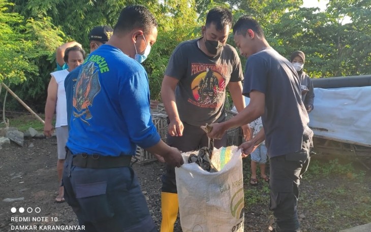 Petugas Damkar Karanganyar saat mengevakuasi ular piton dari dalam kandang ayam milik Kusmanto. (Foto : Istimewa/Damkar Karanganyar)