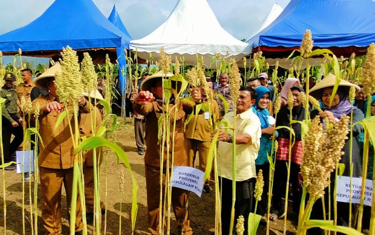 Gubernur Prov Kepri Ansar Ahmad bersama.anggota DPRD prov Kepri saat panen sorgum.