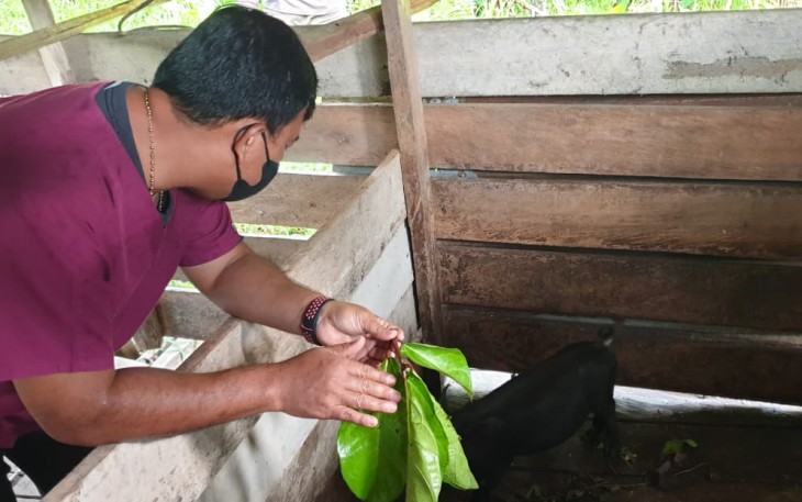 Tim Kesehatan Beri Penyuluhan Ternak Babi Unggulan