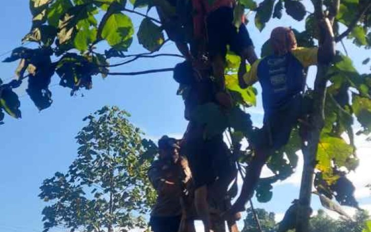 Bersihkan Ranting Jati, Seorang Petani Tewas Tersengat Listrik di Sumedang