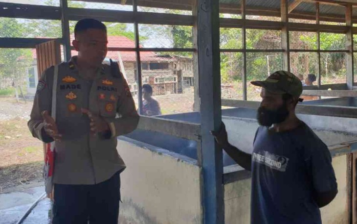 Program Kasuari Ternak Babi, Rambah Warga Distrik Dekai