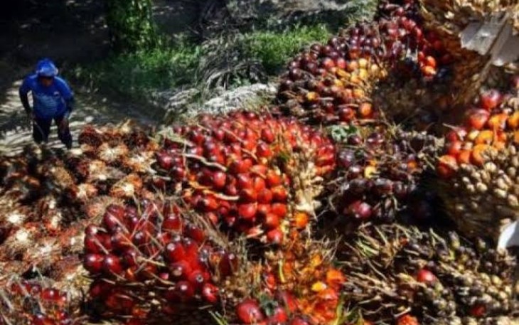 Foto Ilustrasi : Tandan Buah Segar (TBS)