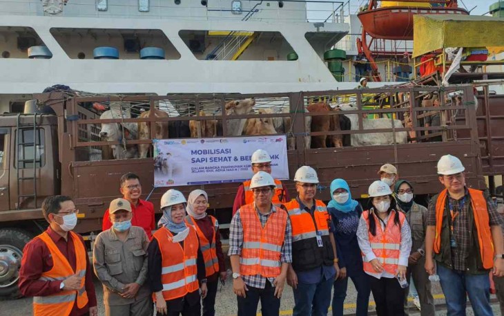 Penuhi stok qurban 450 ekor sapi BULS Sidrap mendarat di Jakarta