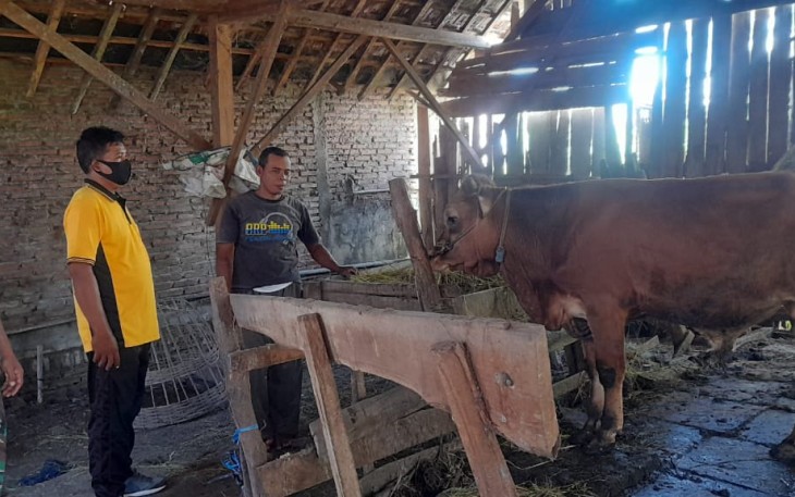Serma Agus saat periksa kesehatan ternak warga binaannya