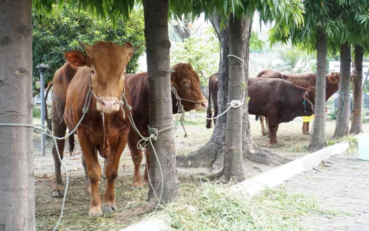Hewan qurban di Kodiklatal Surabaya 