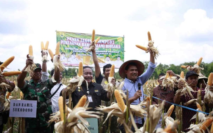 Panen Jagung di Sragen menggunakan Biosoka