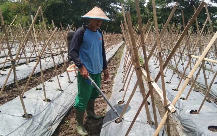 Budidaya Melon Korem 081/DSJ