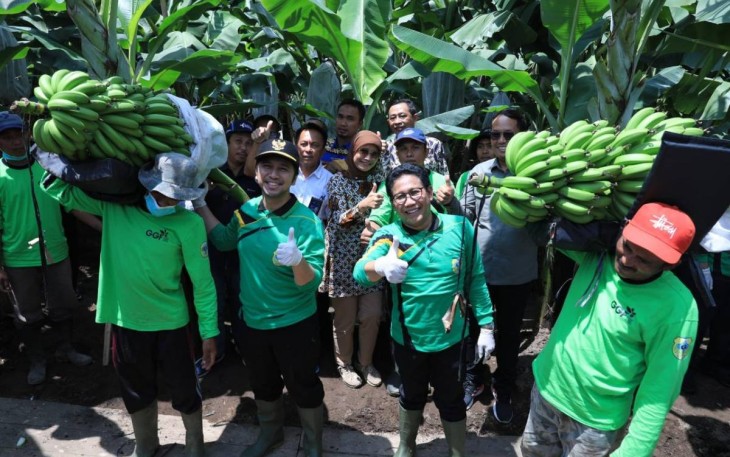 Gus Halim saat panen pisang Cavendish di desa Maskuning Kulon Kabupaten Bondowoso, Sabtu (26/11)