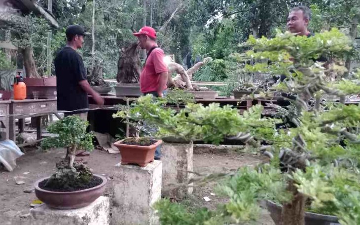Bajakaliber Bonsai Art jemur bonsai bersama 