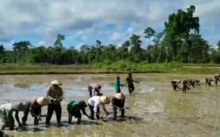 Putri Indonesia tahun 2015 (baju putih) tak canggung turun ke sawah tanam padi di Yahukimo. Kamis (05/05/2022)