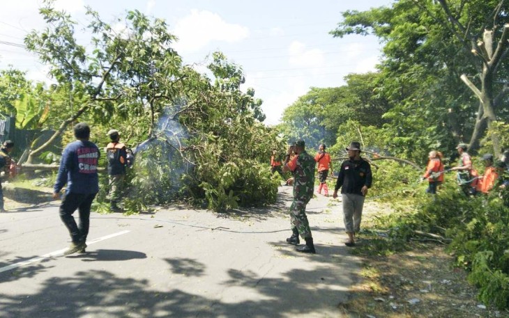 Tebang pohon tua di sisi jalan