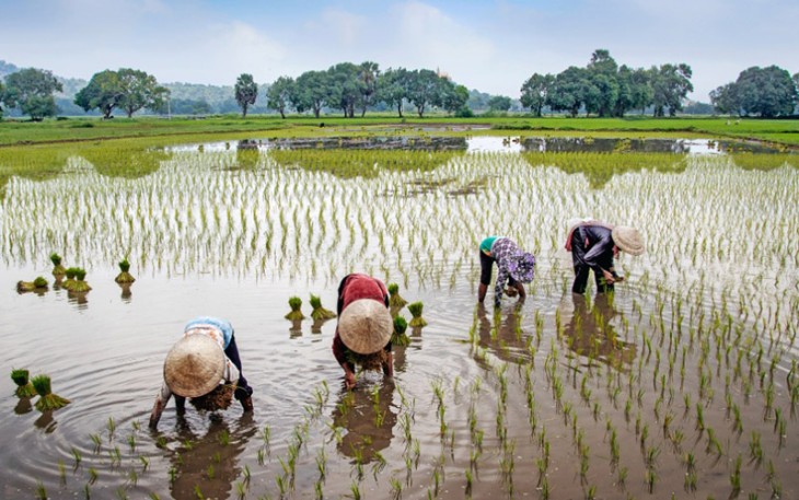 Ilustrasi gotong-royong di sawah (sumber: Pexels.com/Văn Long Bùi)