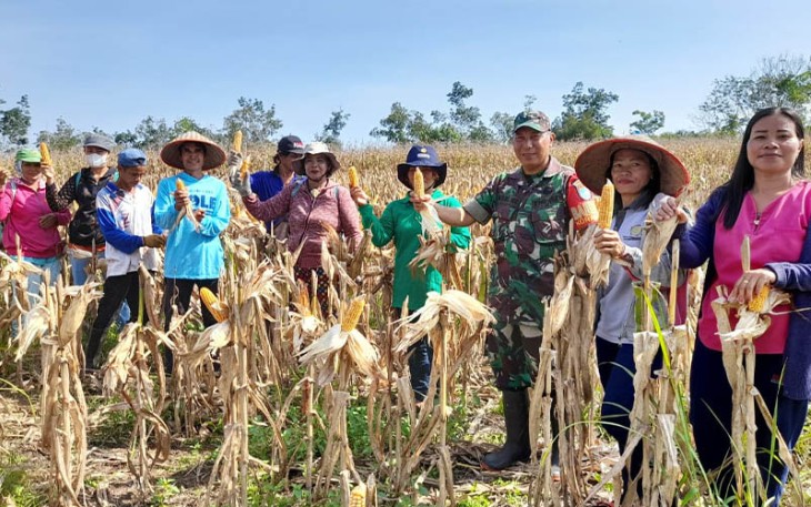 Babinsa Koramil Kurun saat Panen Jagung Hibrida Bersama Poktan Setempat 