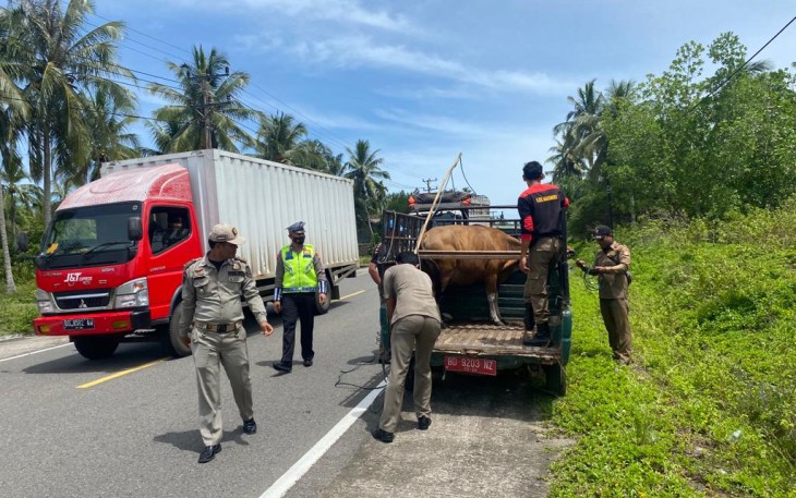 Satlantas Polres MM Bersama Satpol PP saar Gelar Penertiban Hewan Ternak 