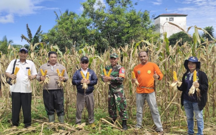 Koramil Kurun Bersama Dinas Pertanian saat Panen Perdana Jagung Hibrida 