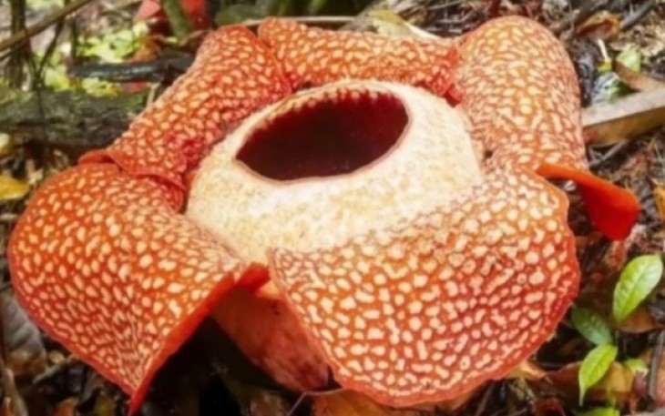 Bunga Rafflesia Arnoldi