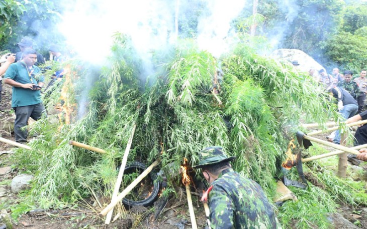 Pemusnahan Ganja, Sabtu (22/10).