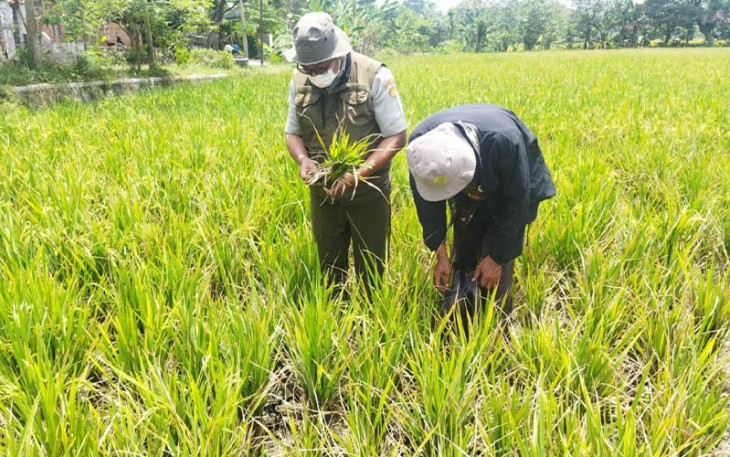 Kementan saat turunkan tim cek serangan penyakit kerdil rumput ke padi.