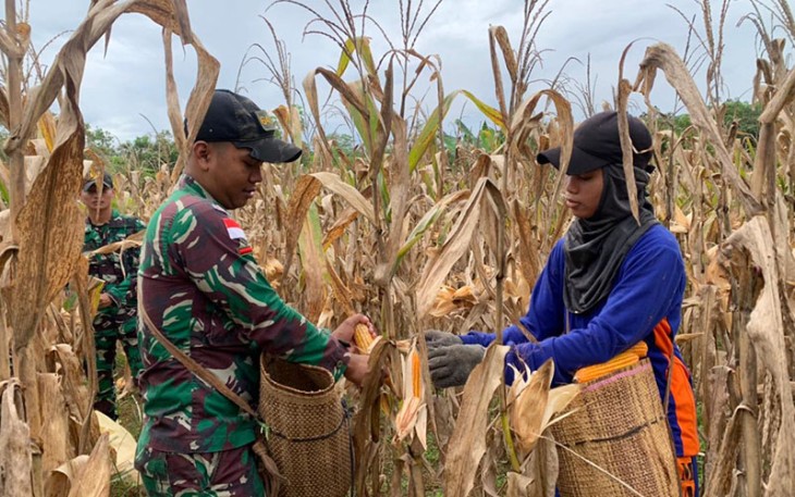 Satgas Pamtas RI-MLY Yonif 645/GTY saat Panen Jagung Bersama Masyarakat Perbatasan