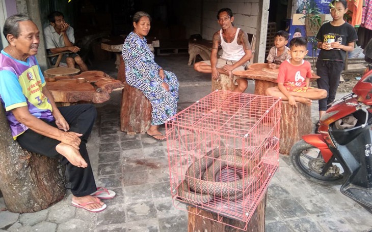 Warga yang penasaran melihat ular king cobra sepanjang 4 meter yang berhasil ditangkap warga.