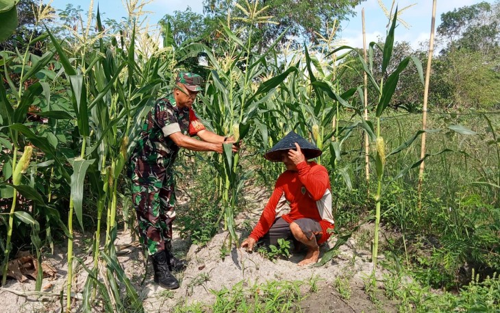 Babinsa Koramil Bukit Batu Bantu Petani Rawat Kebun Jagung dan Singkong Untuk Sukseskan Ketahanan Pangan