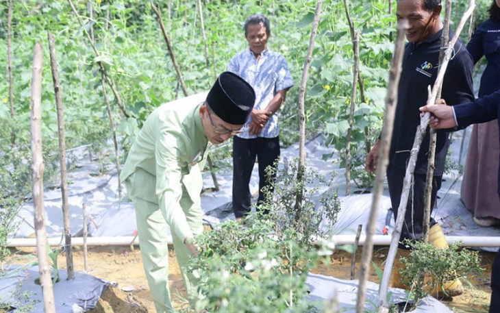 Penjabat (Pj.) Wali Kota Tanjungpinang, Hasan, S.Sos mengunjungi sejumlah lokasi Kelompok Tani dan Kelompok Wanita Tani (KWT) binaan Dinas Pertanian, Pangan dan Perikanan Kota Tanjungpinang, Jumat (3/11).