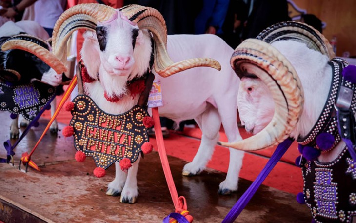 Seni Budaya Domba dan Kambing Tahun 2023 di Bandung, Sabtu (16/9).