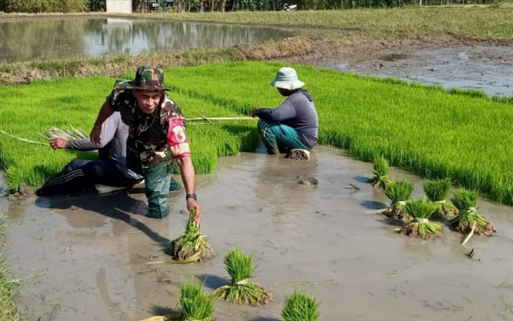 Penyiapan bibit padi petani binaan