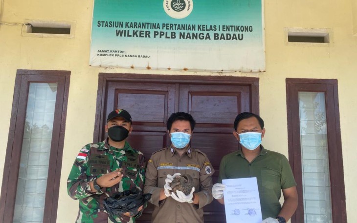 Penyelundupan satwa di perbatasan 